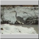 Ardea cinerea Graureiher 01.jpg